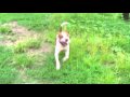 スーパーピットブル Super Pitbull Run & Jump