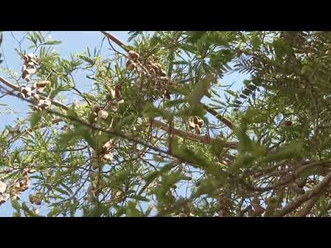 لجعل التمر الهندي تثمر سريع بكثافه وكيف تحفضه طبيعي
