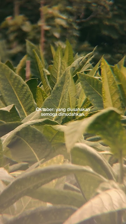 Oktober #storyharian #storywa #katakatabagus #quotes #shortvideo #liriklagu #fromkatabijak