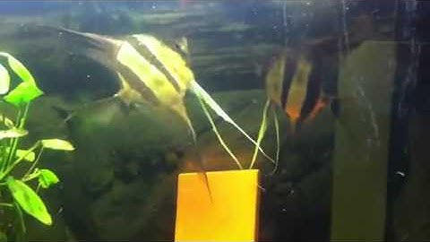 Thần tiên Ai Cập   Rongthuysinh   YouTube