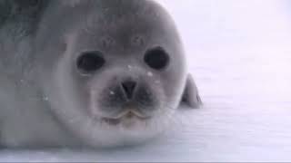 Cute Seal vid cuz why not? (episode 2)