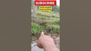 Mancing ikan Wader #mancing #mancingikanwader #mancingwader #ikanwader #viral #viralvideo #shorts