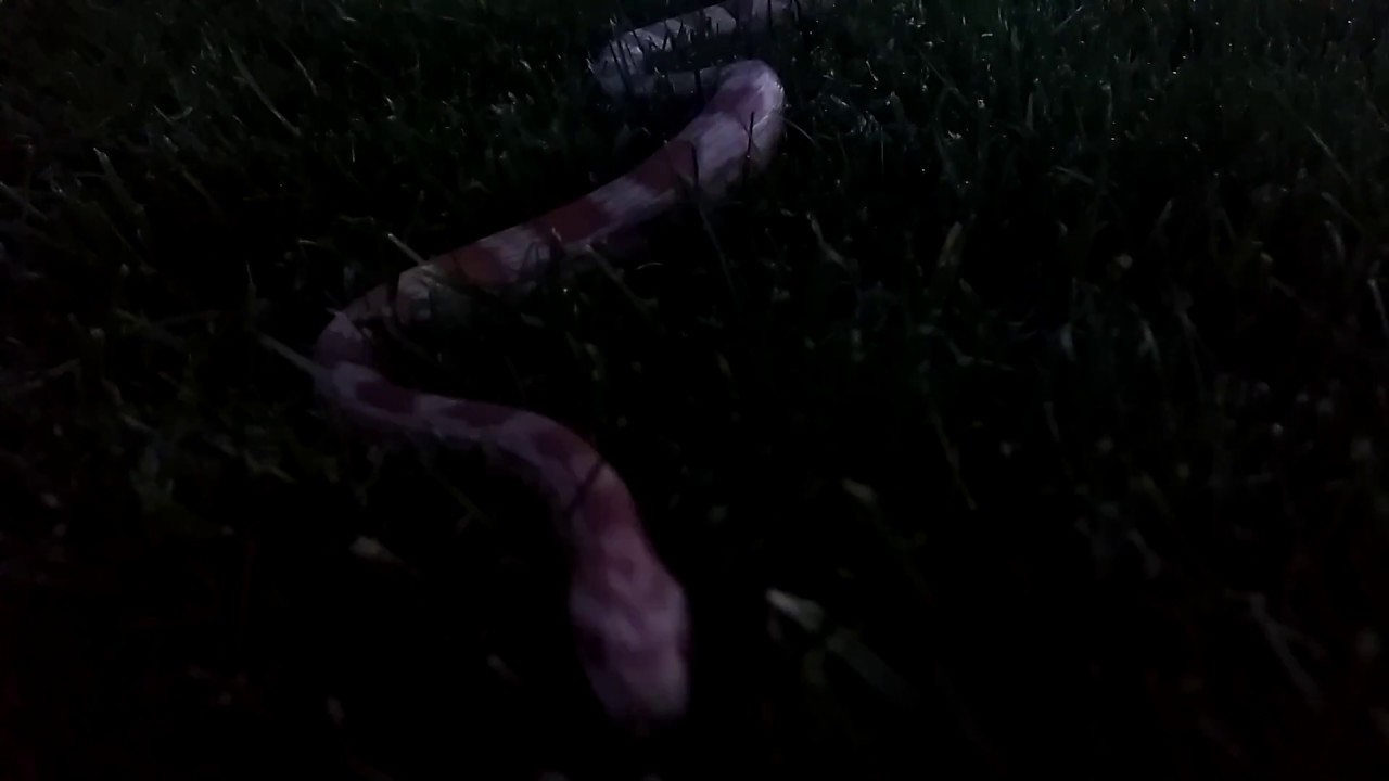 petco hours My Son's Pet Corn Snake in the Park