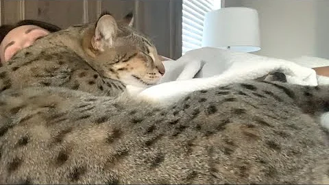 Watch the video about Big F2 Savannah Cat Kumba’s Favorite Spot To Sleep! #cute #cat #video