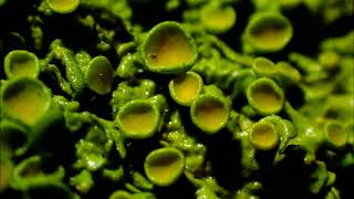 Lichen Time lapse