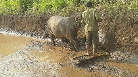 Làm Ruộng Cấy Trên Ruộng Bậc Thang