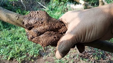 Chiết cành Cam đơn giản và nhanh ra rễ