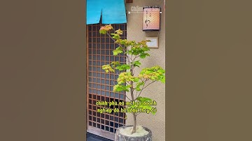 Văn hóa làm việc kiệt sức ở Nhật Bản #Nhật_Bản #văn_hóa_làm_việc #karoshi #kỷ_luật #kiệt_sức