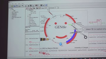GENtle demo 2 XY: How to search  for specific primer sequence in your DNA