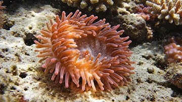 Coral Polyp Extending Tentacles | Free To Use