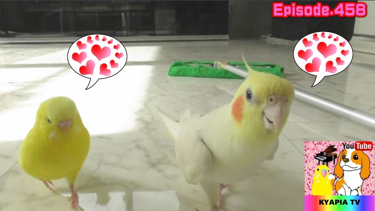 足並み揃う2匹のインコが可愛い セキセイインコ オカメインコ Two Parakeet S Footsteps Are Cute Youtube