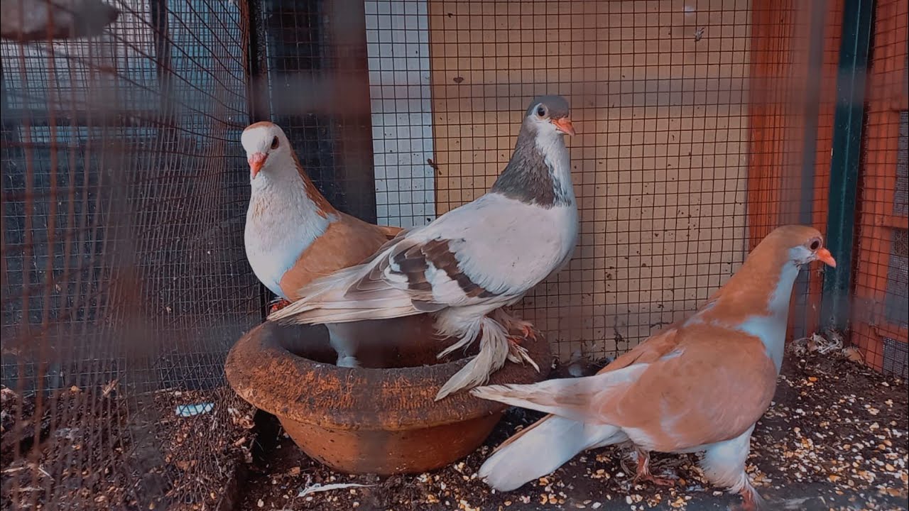 CHACHU K BIRDS 🐦 🐦 AND ANIMALS is live! - YouTube