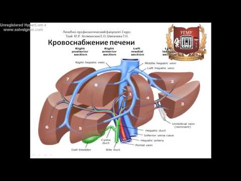 Видео: Аксессуар Анатомия левой печеночной артерии, функция и схема - Карты тела