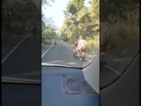 Tiger on road | Pilibhit tiger reserve | Tiger Reserve National Park | Chuka ecotourism #shorts