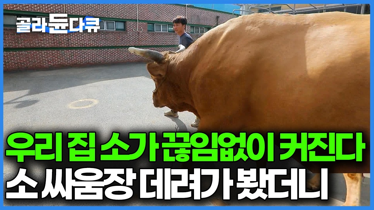 보통 소랑은 확실히 달랐다. 날이 갈수록 커지는 덩치, 주말마다 열리는 소싸움장에 데려갔더니｜한국기행｜#골라듄다큐