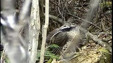 Ruffed Grouse Drumming