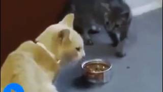 Умереть от смеха,проделки котов и кошек. Tricks of cats and cats. Умереть от смеха,проделки котов и кошек. Tricks of cats and cats.