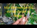 kita live mengambil entres durian yang bagus Teguh bibit sedang live sekarang!