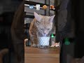 ASMR with Cats🐟🥛 🍪 🍖 #cat #asmr