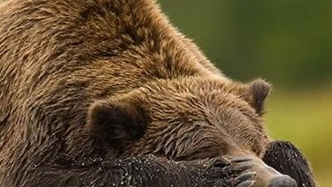 ♫ I Wanna Hibernate With You song by Jonathan Mann