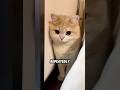 What are cats thinking😍😍 #animal #animals #cute #foryou #cats #fypシ