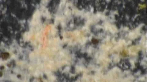 Denise's puke