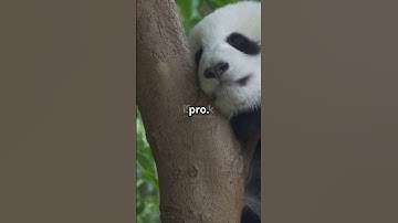 Why Pandas Are More Deceptive Than You Think