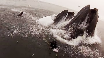 What if you were swallowed by a whale? | Zoo La La (Ep 43) | BBC Earth Explore