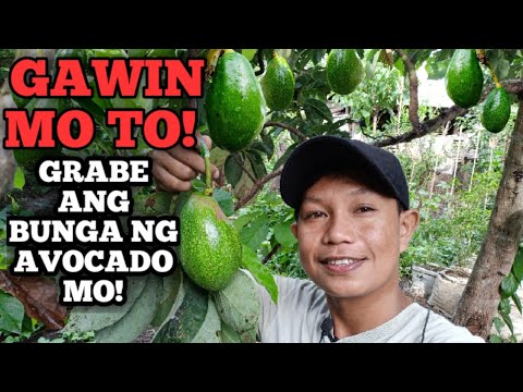 Video: Walang Prutas sa Puno ng Avocado: Ano ang Gagawin Kapag Hindi Magbunga ang Avocado