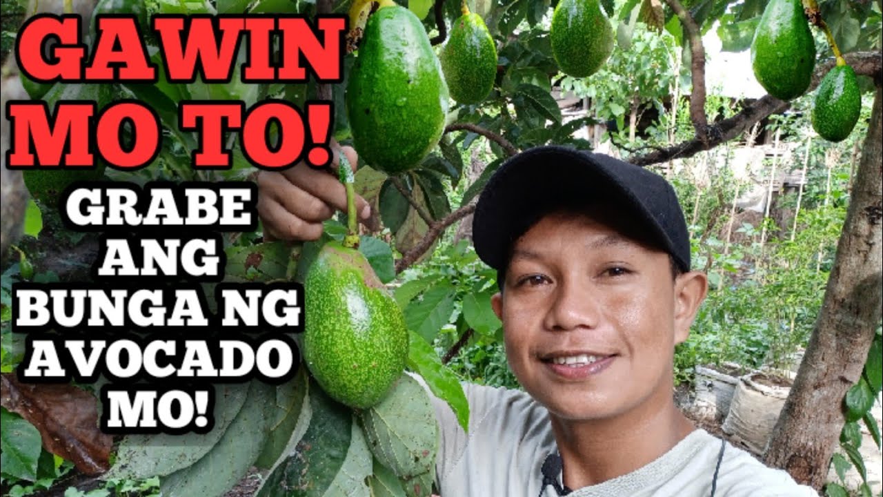 AVOCADO MO ,PABUNGAHIN NATIN NG MADAMI, EASY AS 123, LANG, GAWIN MO LANG ITO