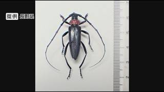 Invasive Species "Red-Necked Longhorn Beetle" Damage Confirmed in Tomi City; Spreading Across Nag...