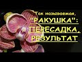 ФАЛЕНОПСИС,цветущий "РАКУШКОЙ":пересадка,РЕЗУЛЬТАТ.Орхидеи.Пелорик.