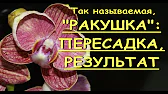 Орхидеи,узамба́рские фиалки,Самара🌺