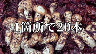 8月21日午前採取213g10本おまけ95g６本北海道産バカマツタケ天然きのこ Matsutake] Headed to a different mountain in the afternoon