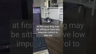 Place Command Equals Calm l Rooted Dog Training dog dogtraining placecommand