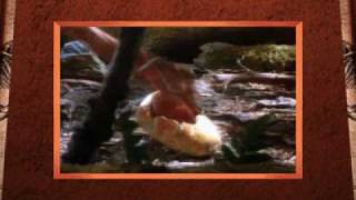 Deinonychus Hunting Movie From 3-D Dinosaur Adventure Ms-Dospackard Bell Version