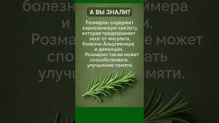 А вы знали? Польза розмарина