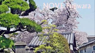 The long awaited spring.     Fujiwara  Gt&Syn  NOBU.