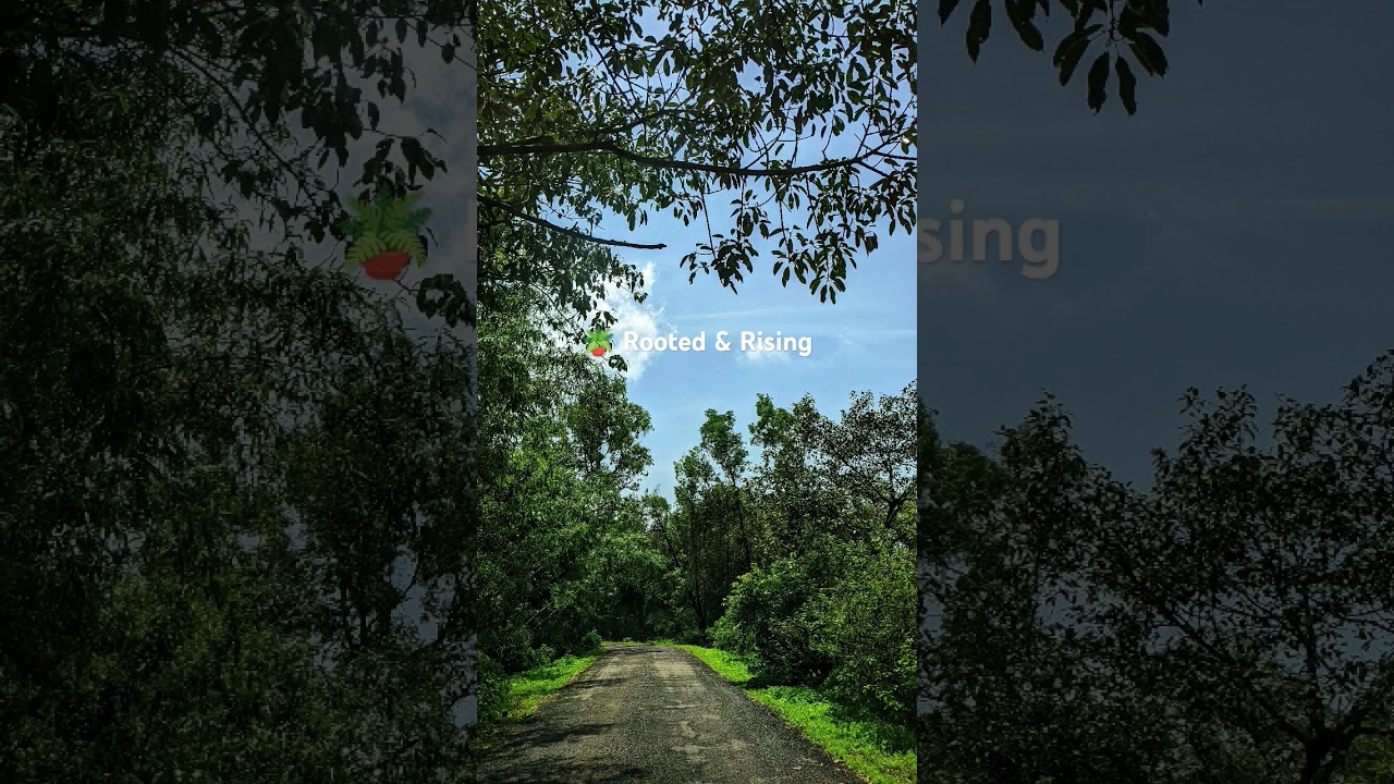 🪴 Rooted & Rising 