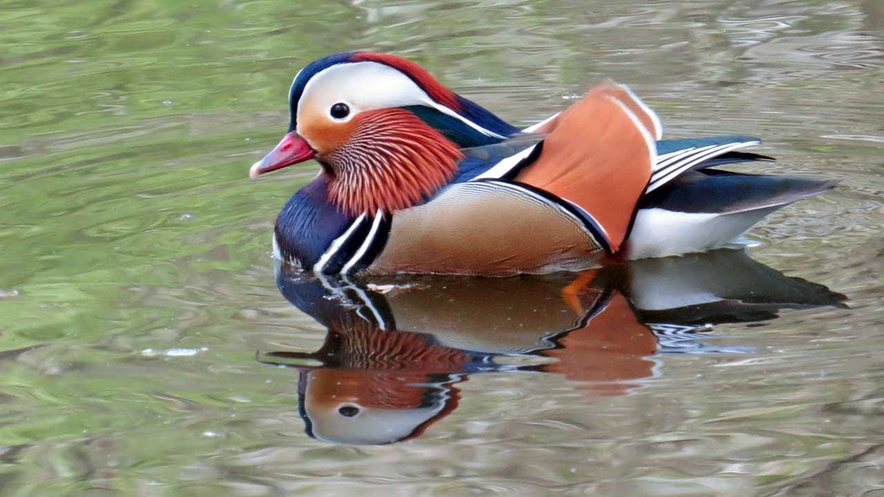 野鳥シリーズ④ オシドリ | あきた森づくり活動サポートセンター