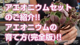 【多肉植物】アエオニウムセットのご紹介!!アエオニウムの育て方(完全版)!!【succulent】トロピカルガーデン