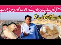 Pastel Fawn Java Bare Size Ke Breeder Pair Eggs Aur Chicks Ke Sath Le Lo 
