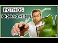 How to PROPAGATE Pothos in Water | Houseplant How to Ep 24