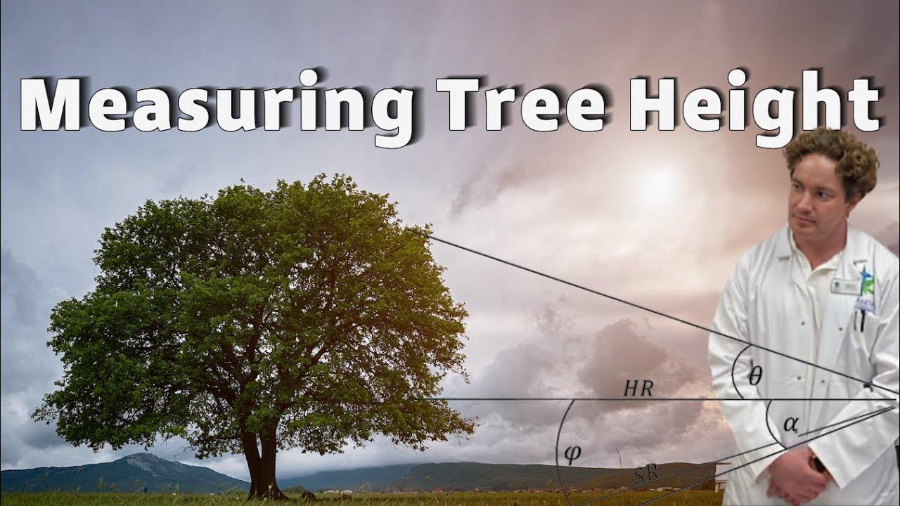 How to measure tree height with a clinometer YouTube