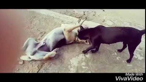 Clever Boys Catch A Lot Of Crab By Using Water Pipe Deep Hole Crab Trap