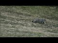 Gato Montés en un lance de caza