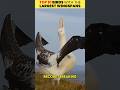 Top 5 Birds With the BIGGEST Wingspans on Earth 🦅✨ (Final Part)
