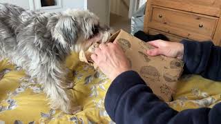 She can read me like a book ! #miniatureschnauzers  #unwrapping #writersblock