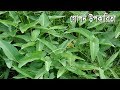 নিয়মিত কলমি শাক খাওয়ার ফলে শরিরে কি উপকারিতা হয় দেখুন !! কলমি শাকের বিস্ময়কর গুনাগুন