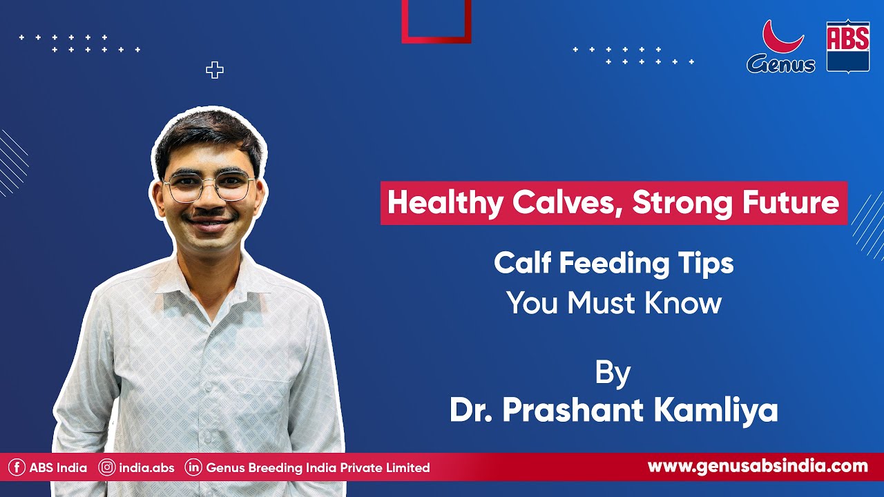 Calf Feeding Management | Best Practices by Dr. Prashantbhai Kamliya | ABS India